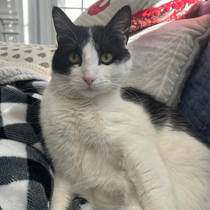 Gus, Adoptable, Adult Male Domestic Medium Hair.