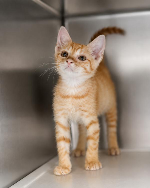 Sven, Adoptable, Kitten Male Domestic Short Hair.