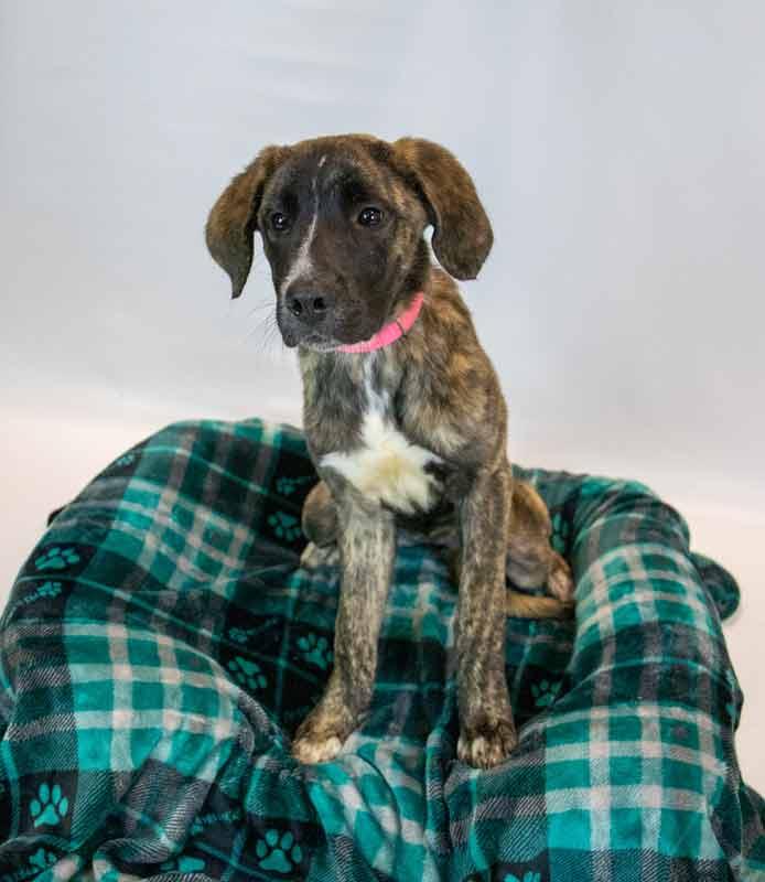 Enlarge Stacy, an adopted mixed breed in Kennesaw, GA image 2/6