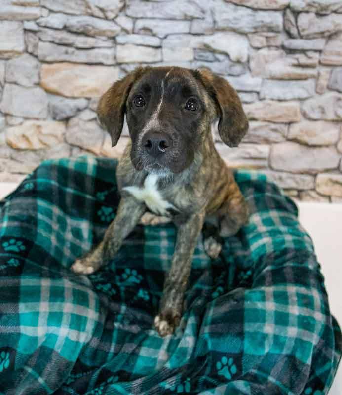Enlarge Stacy, an adopted mixed breed in Kennesaw, GA image 5/6