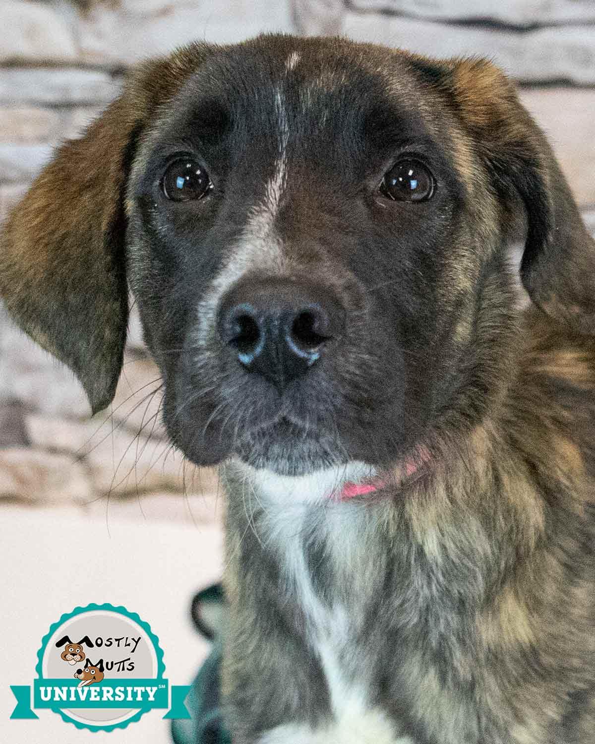 Stacy, adopted, Puppy Female Spaniel & Shepherd.