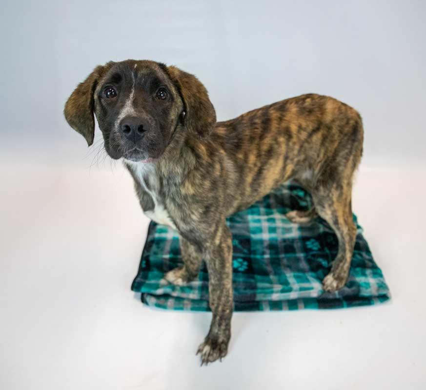 Enlarge Stacy, an adopted mixed breed in Kennesaw, GA image 6/6