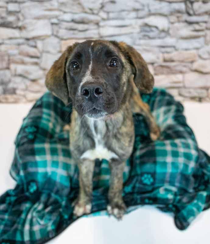 Enlarge Stacy, an adopted mixed breed in Kennesaw, GA image 3/6