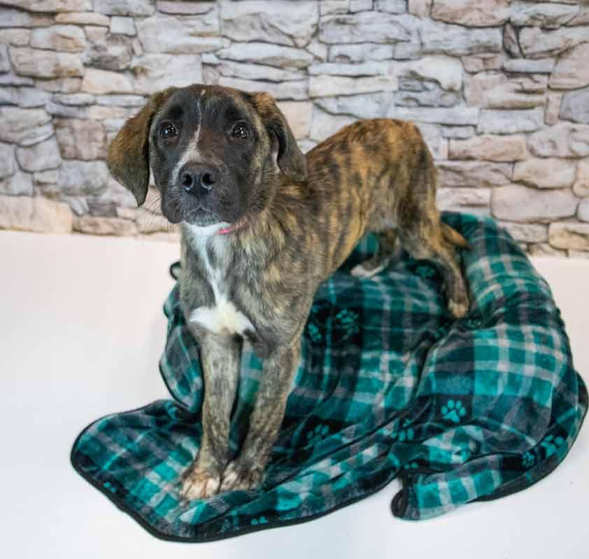 Enlarge Stacy, an adopted mixed breed in Kennesaw, GA image 4/6
