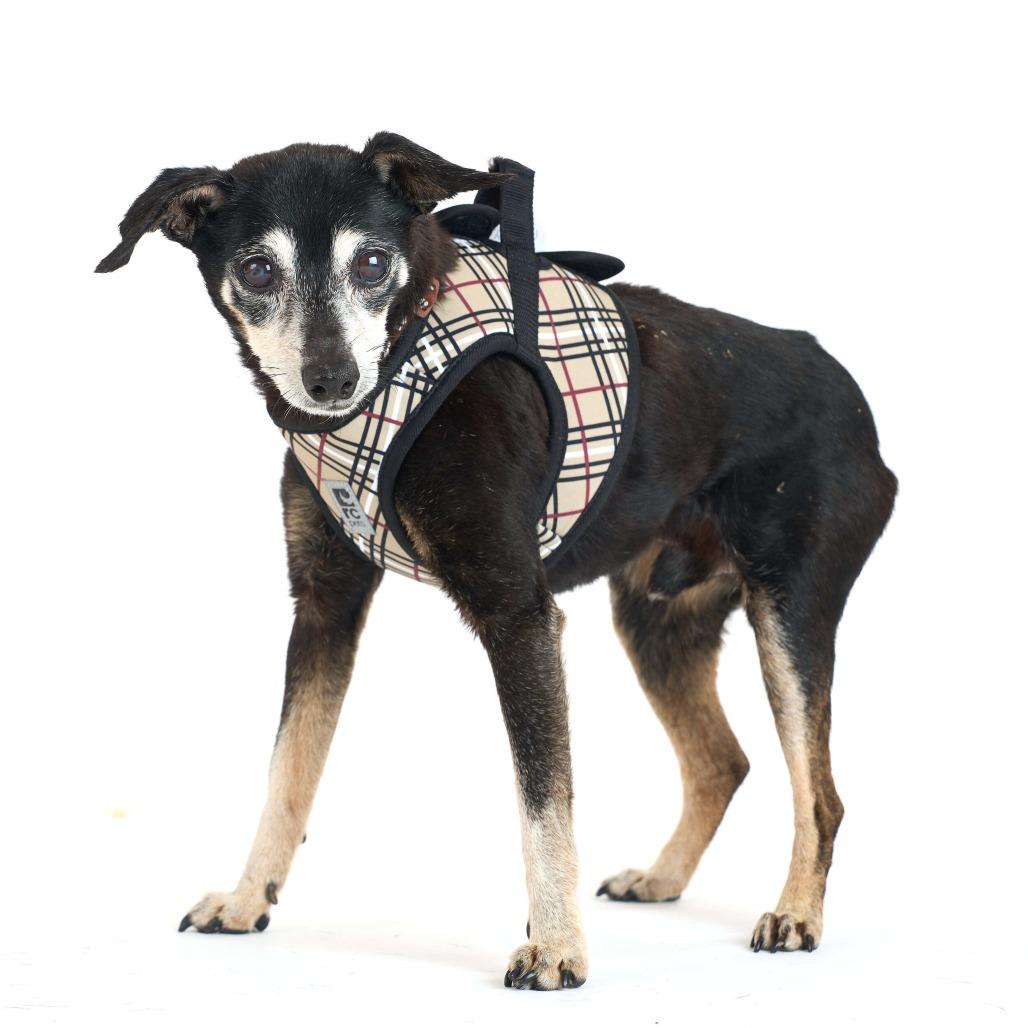 Charcoal Gray 14196, Adoptable, Senior Male Chihuahua.