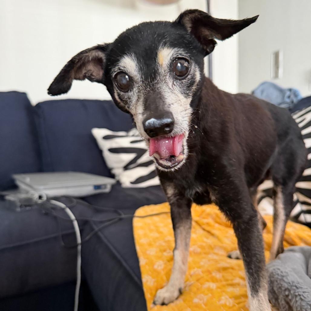 Charcoal Gray 14196, a Adoptable Chihuahua in San Francisco, CA image 3/6