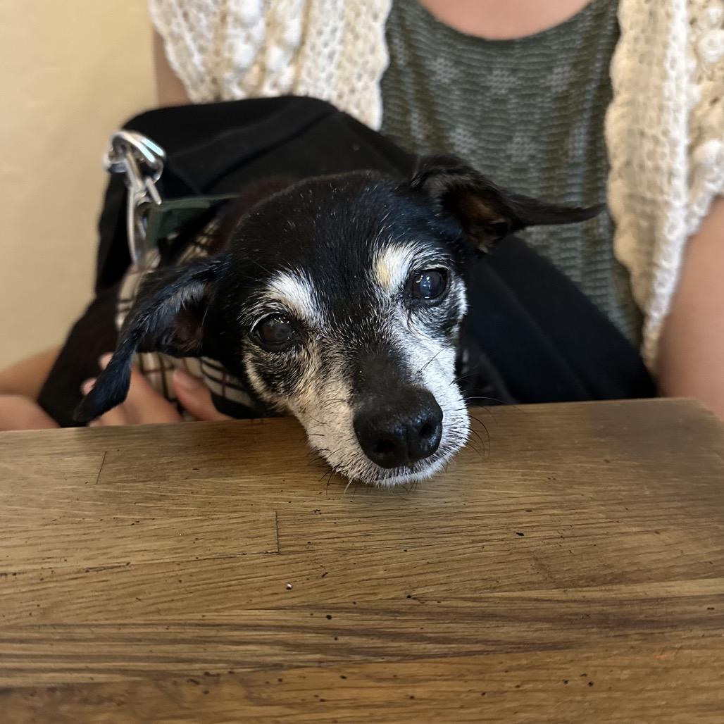 Charcoal Gray 14196, a Adoptable Chihuahua in San Francisco, CA image 4/6