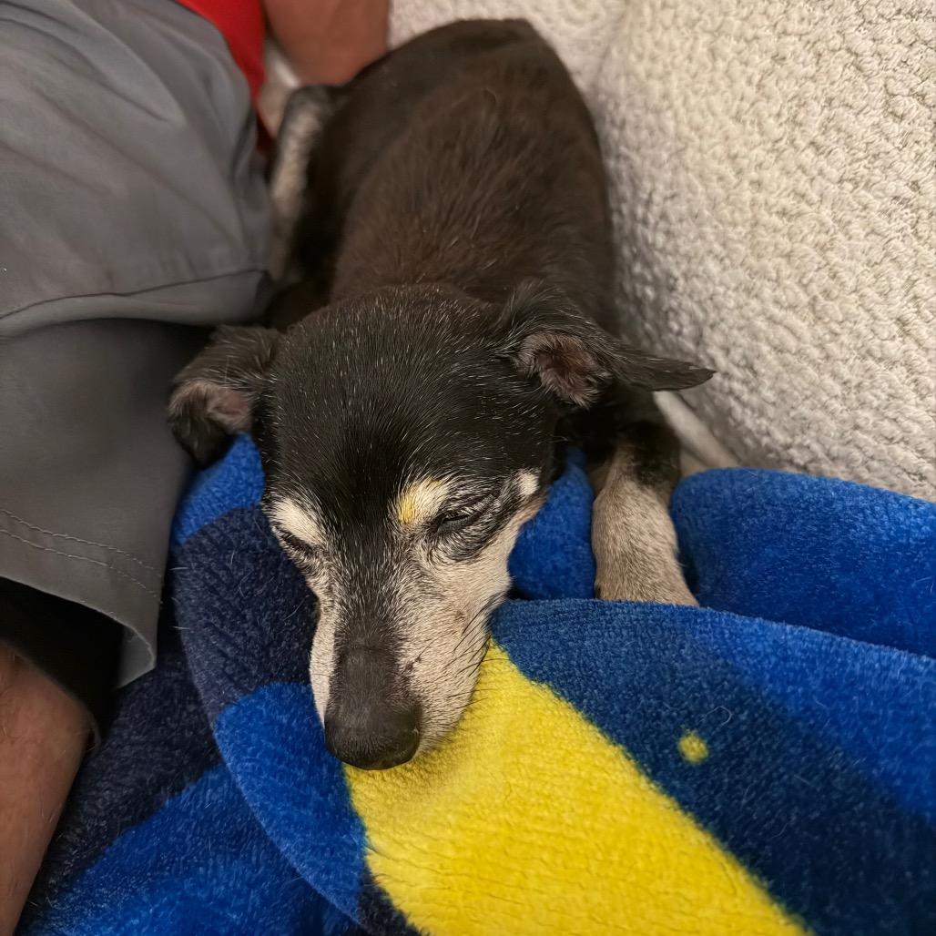 Charcoal Gray 14196, a Adoptable Chihuahua in San Francisco, CA image 5/6