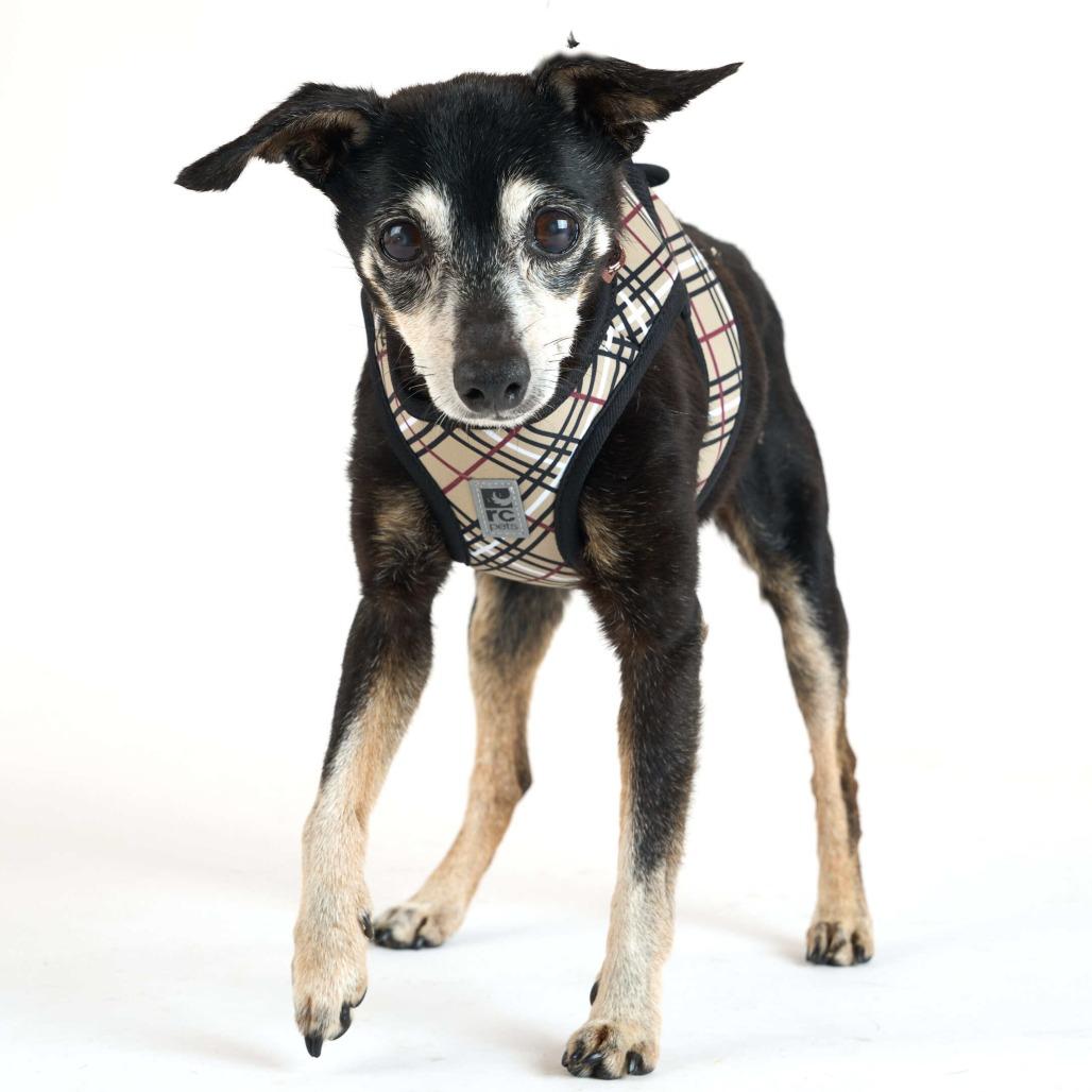 Charcoal Gray 14196, a Adoptable Chihuahua in San Francisco, CA image 6/6