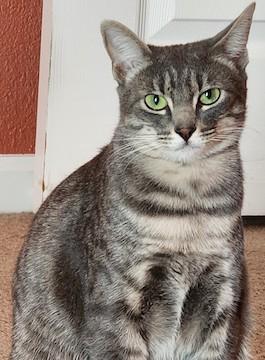 (CP) Cherry, a Adoptable mixed breed in North Highlands, CA image 1/3