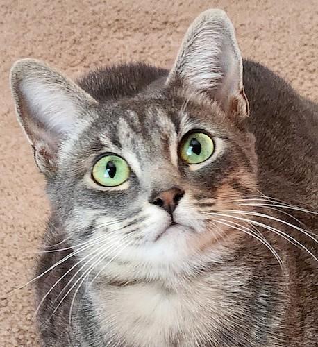 (CP) Cherry, a Adoptable mixed breed in North Highlands, CA image 2/3