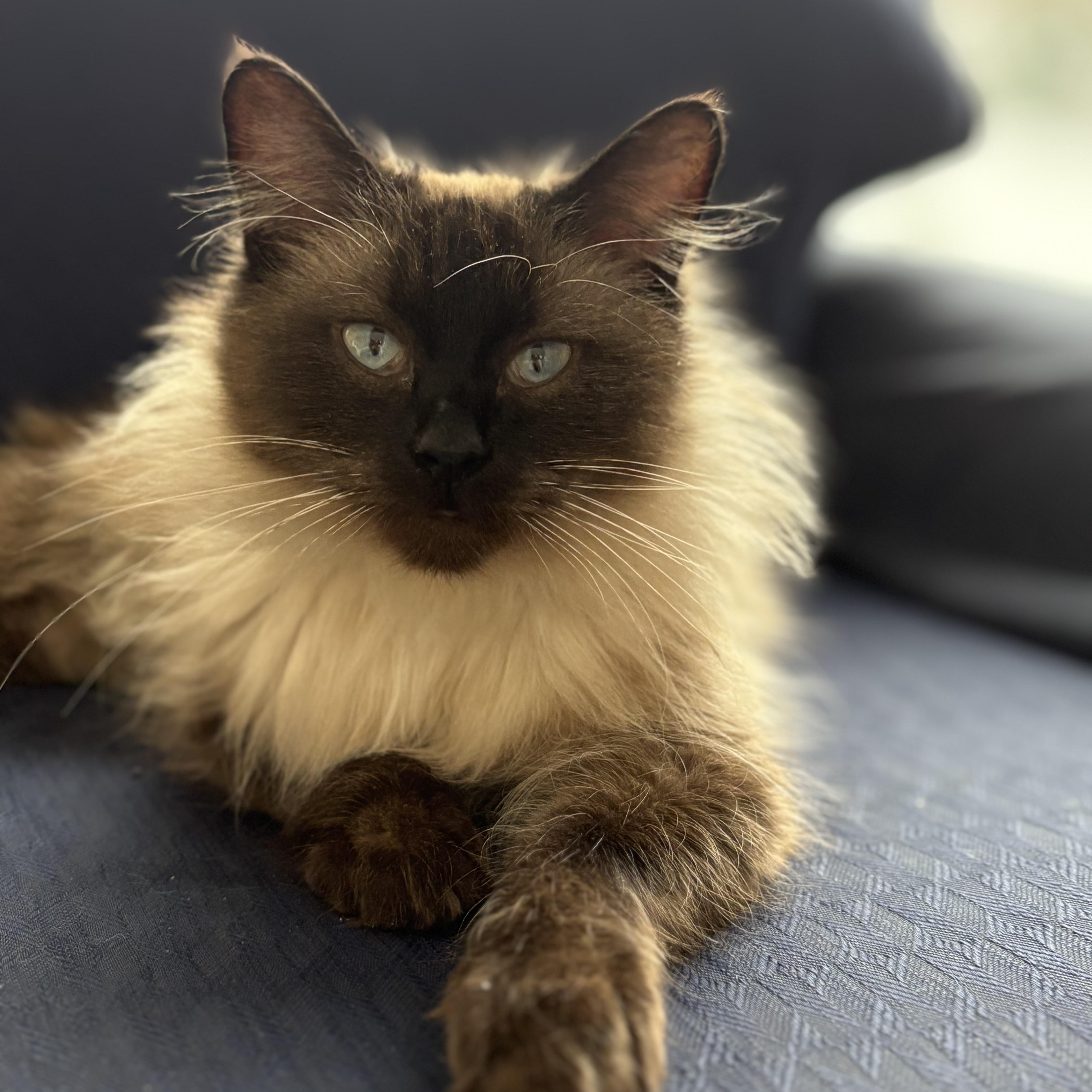 Skye  OMG SO BEAUTIFUL!, adoptable, Young Female Birman & Balinese.