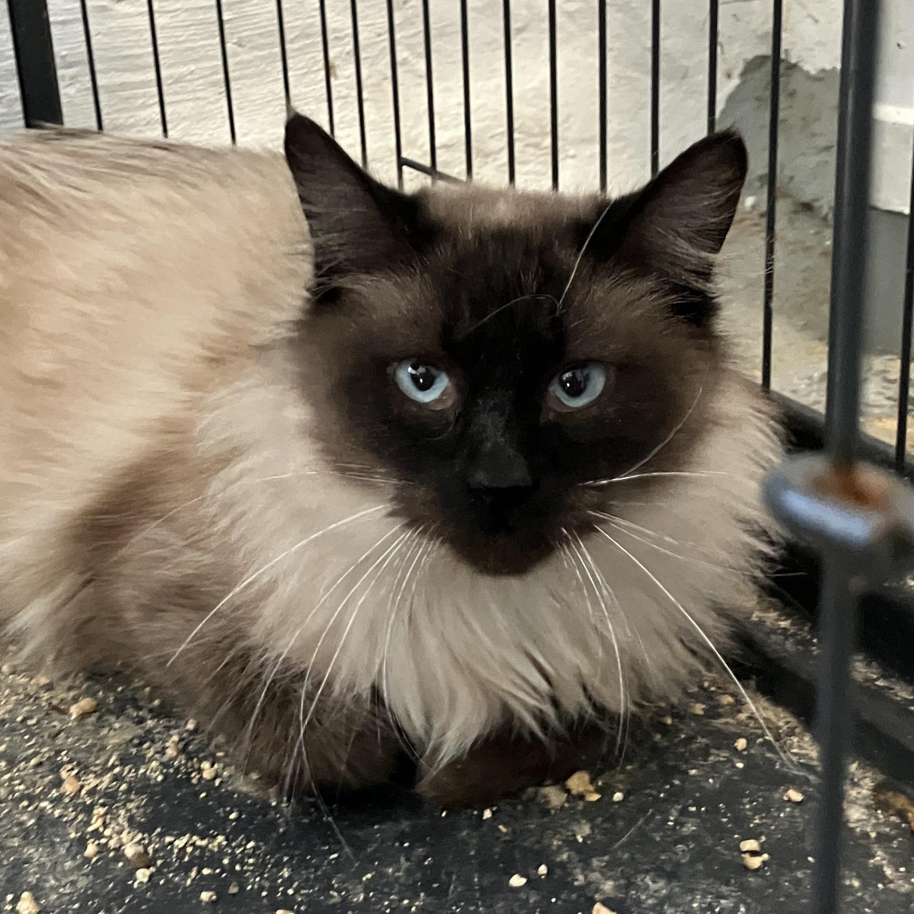 Enlarge Skye  OMG SO BEAUTIFUL!, an adoptable mixed breed in Bethel, CT image 2/2