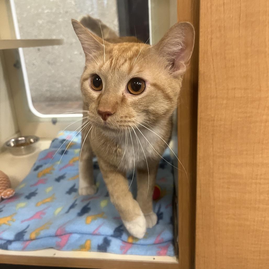 Eggnog, Adoptable, Adult Male Domestic Short Hair.