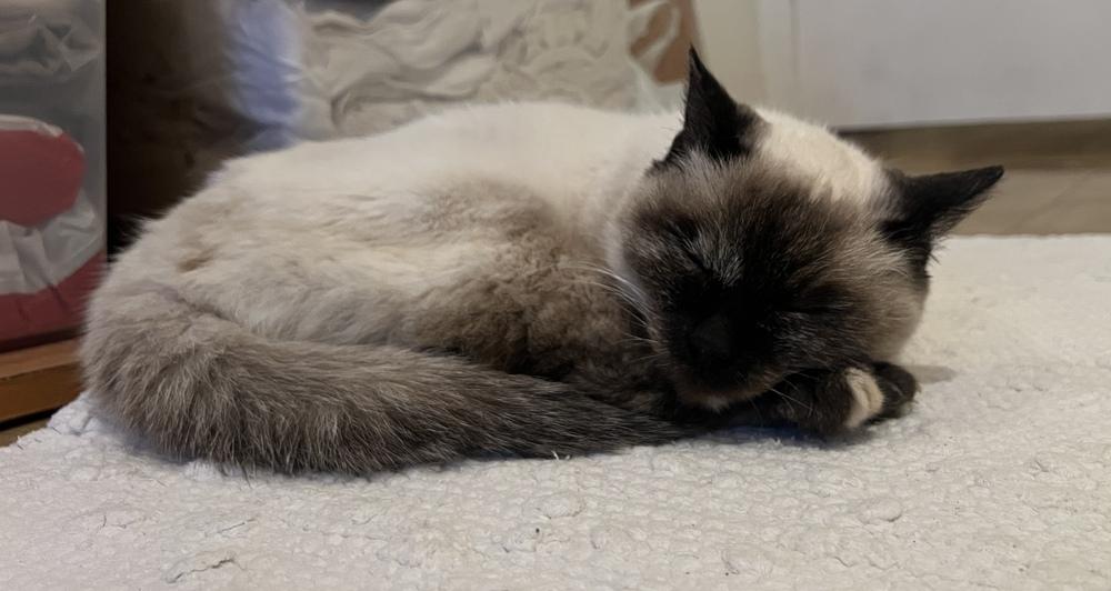 Lily 12, Adoptable, Senior Female Siamese.