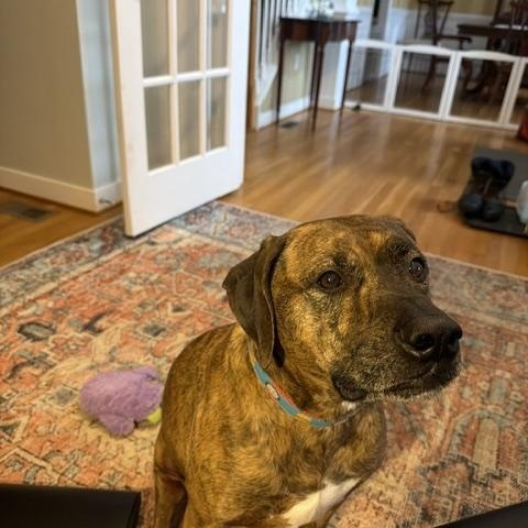 Saint, Adopted, Adult Male Plott Hound & Mountain Cur.