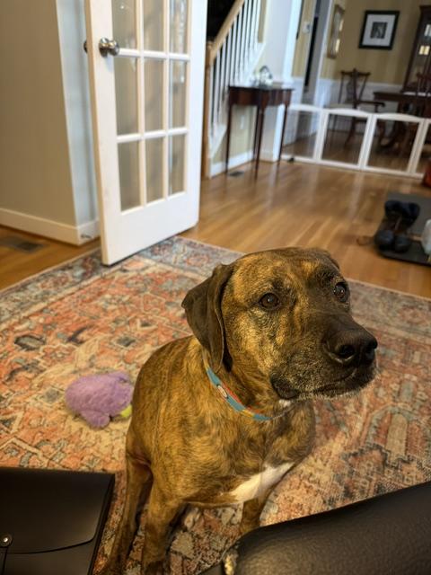 Enlarge Saint, a Adopted mixed breed in Glen Allen, VA image 6/6