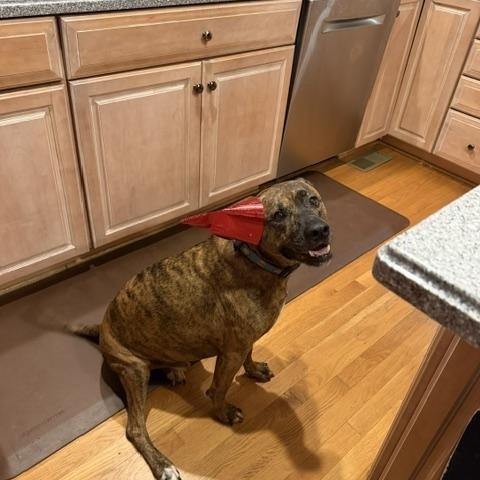 Enlarge Saint, a Adopted mixed breed in Glen Allen, VA image 3/6