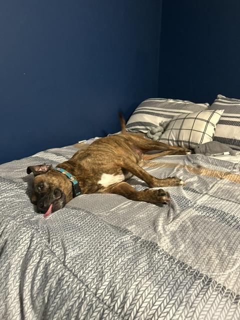 Enlarge Saint, a Adopted mixed breed in Glen Allen, VA image 5/6