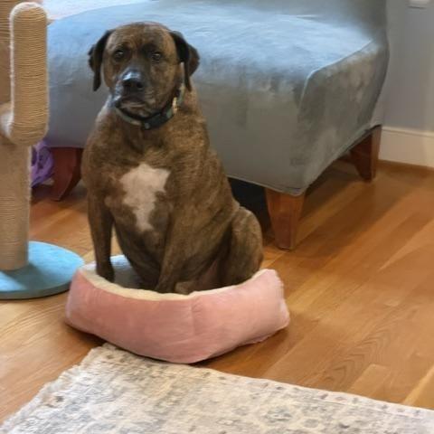 Enlarge Saint, a Adopted mixed breed in Glen Allen, VA image 2/6