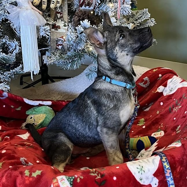 Alvie, an adopted Mixed Breed in Marblehead, MA image 2/4