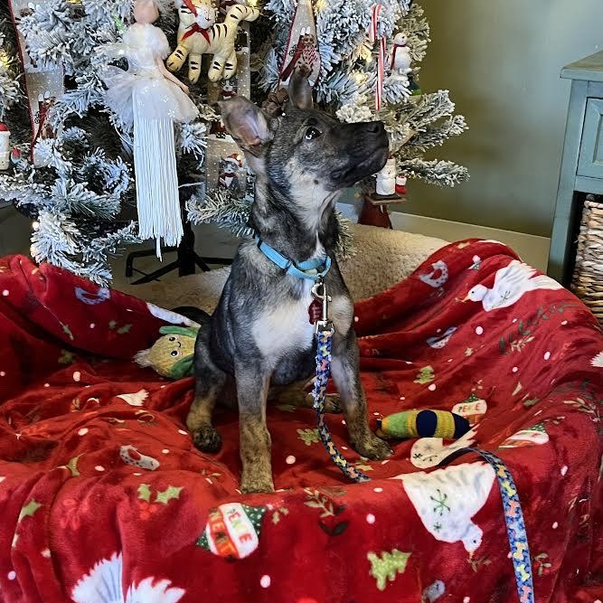 Alvie, an adopted Mixed Breed in Marblehead, MA image 3/4