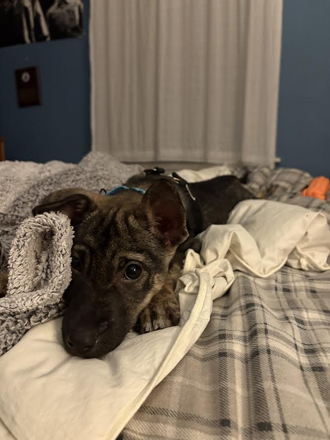 Alvie, an adopted Mixed Breed in Marblehead, MA image 4/4