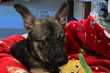 Alvie, adopted, Puppy Male Mixed Breed.