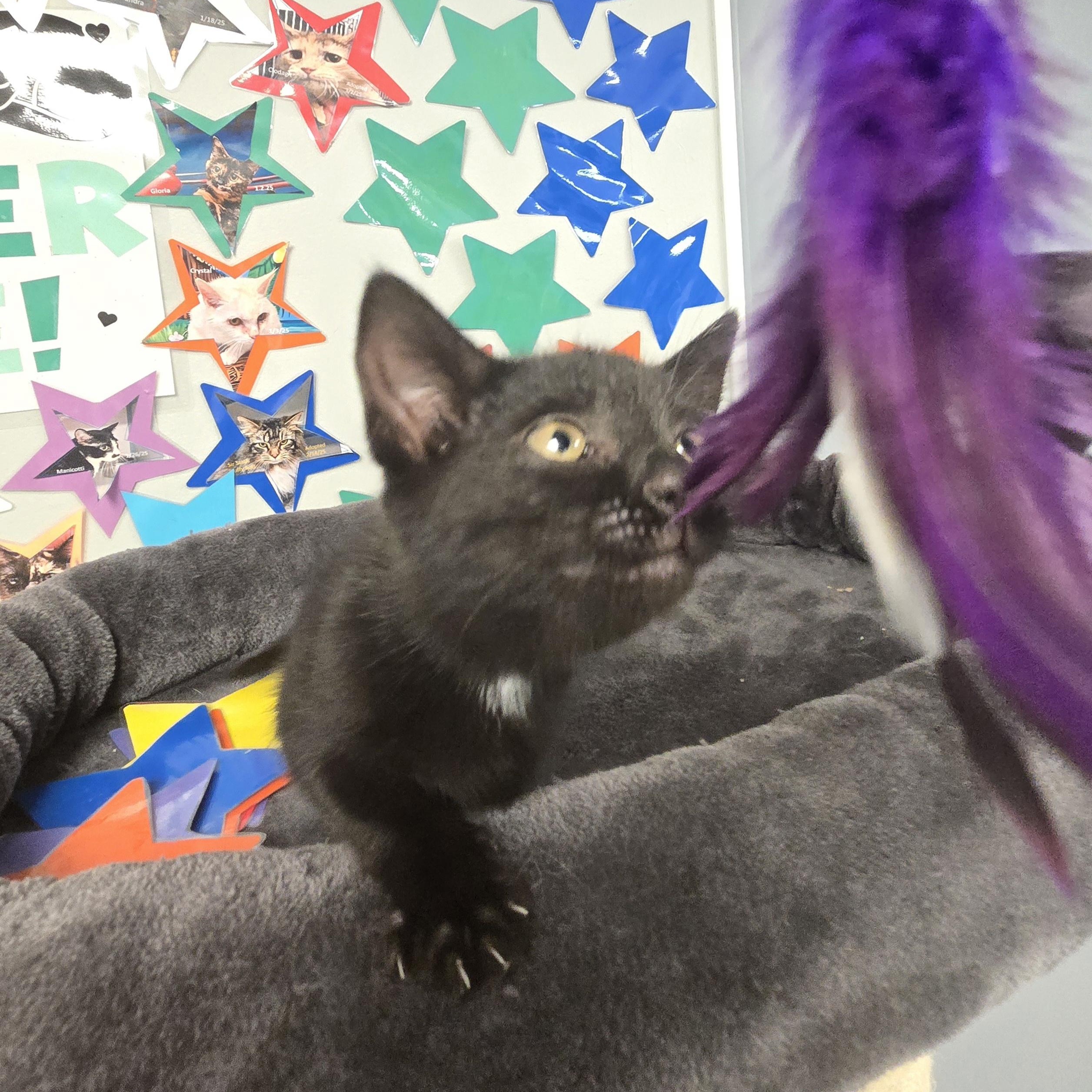 Lilo, a ADOPTABLE Domestic Short Hair in Xenia , OH image 5/6