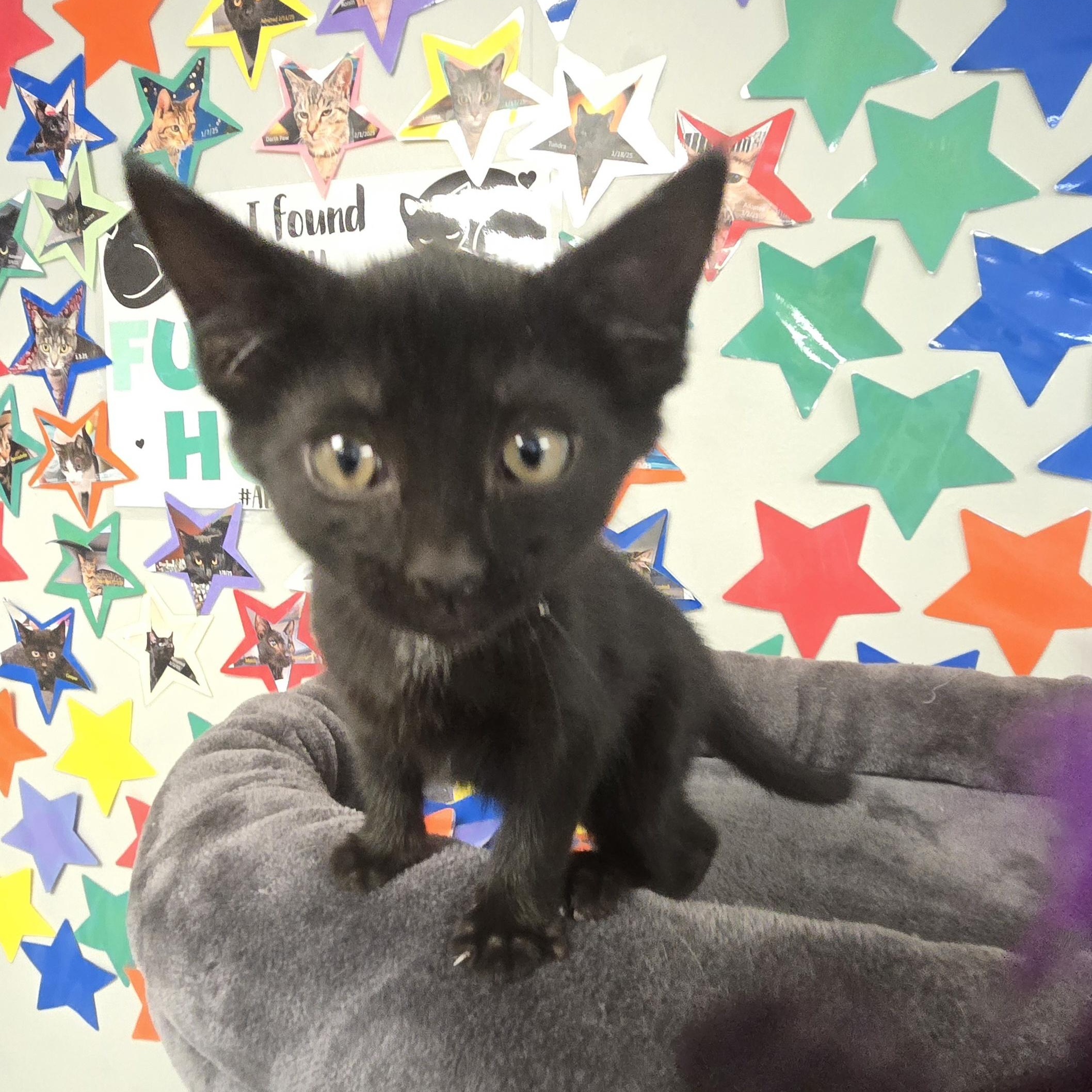Lilo, a ADOPTABLE Domestic Short Hair in Xenia , OH image 3/6