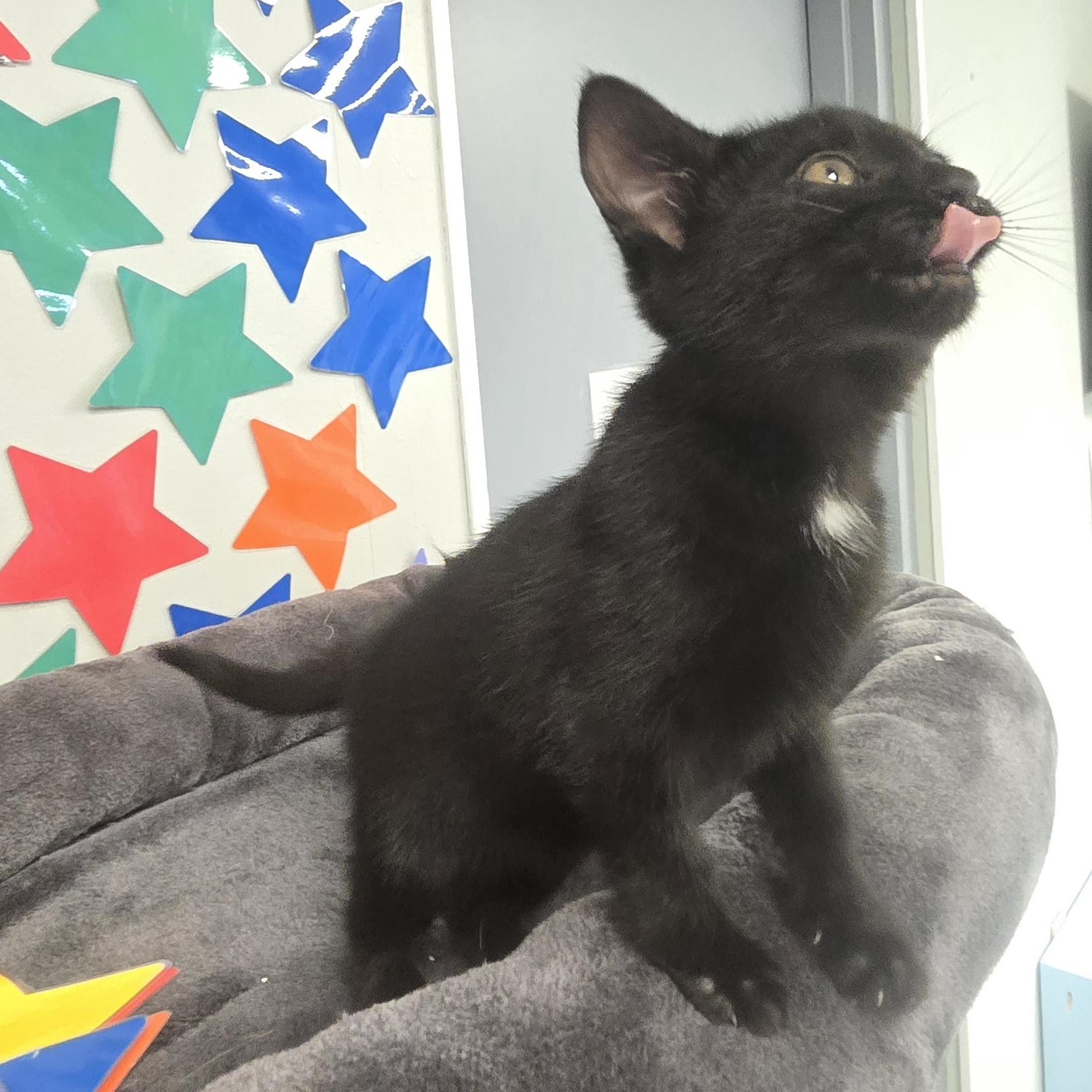 Lilo, a ADOPTABLE Domestic Short Hair in Xenia , OH image 2/6