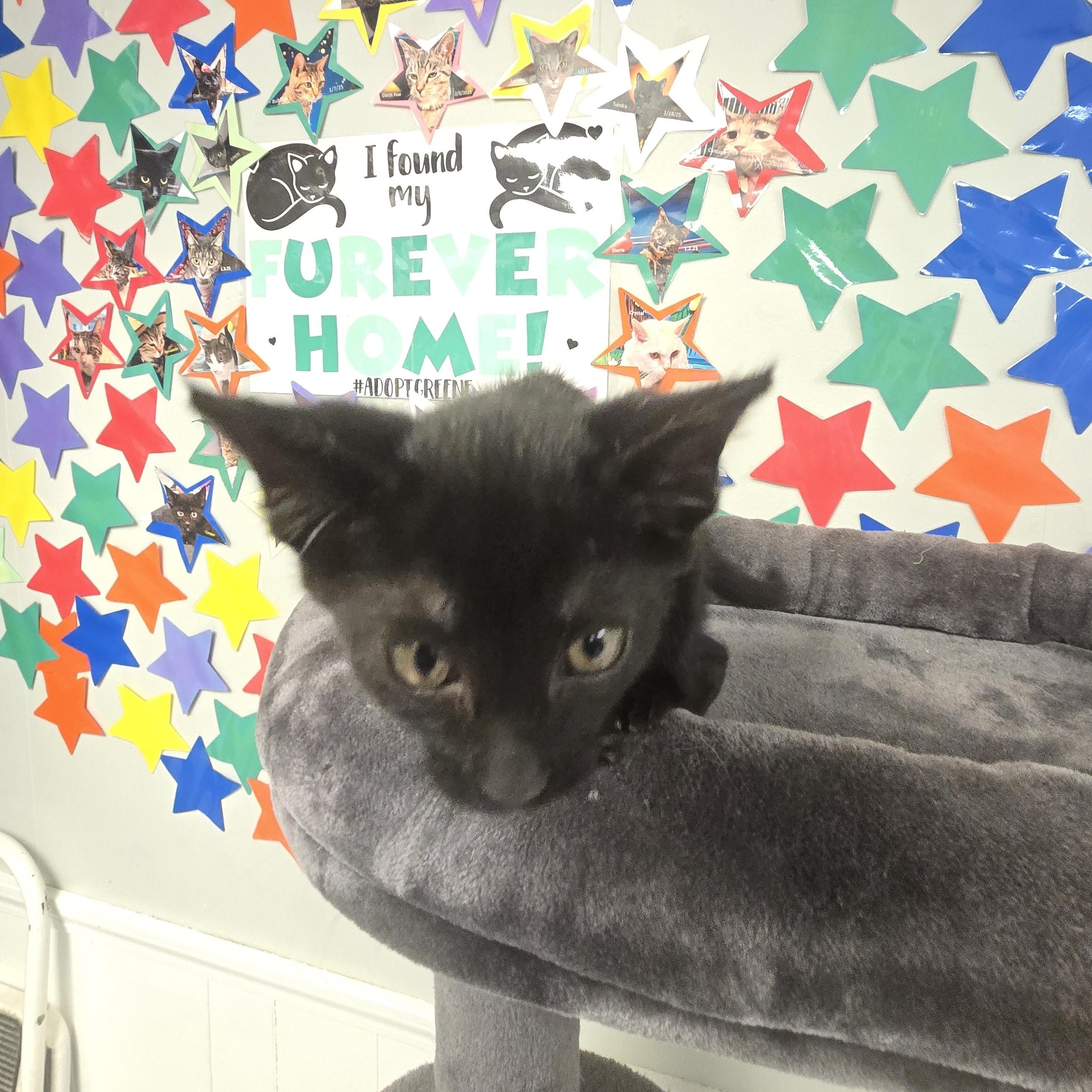Lilo, a ADOPTABLE Domestic Short Hair in Xenia , OH image 4/6