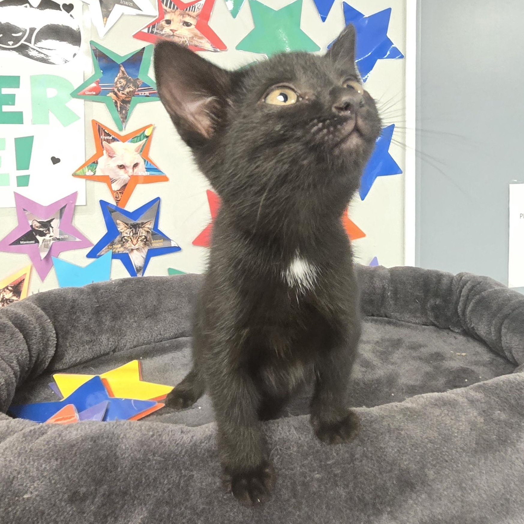Lilo, a ADOPTABLE Domestic Short Hair in Xenia , OH image 1/6