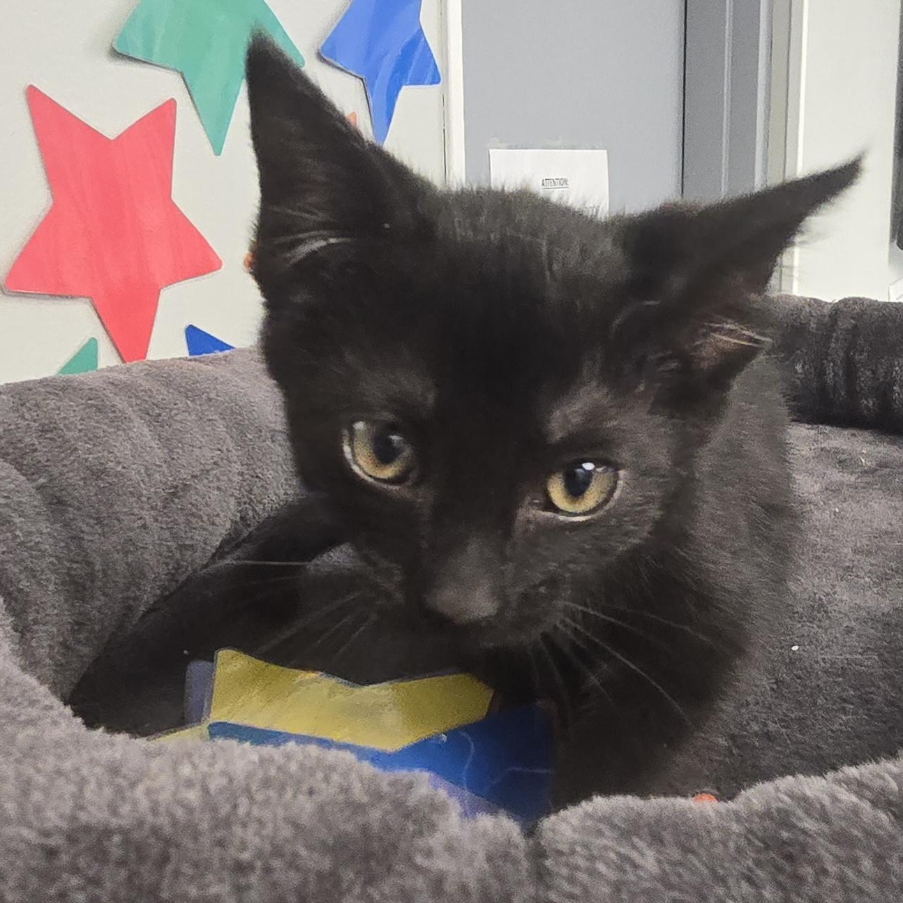 Lilo, a ADOPTABLE Domestic Short Hair in Xenia , OH image 6/6