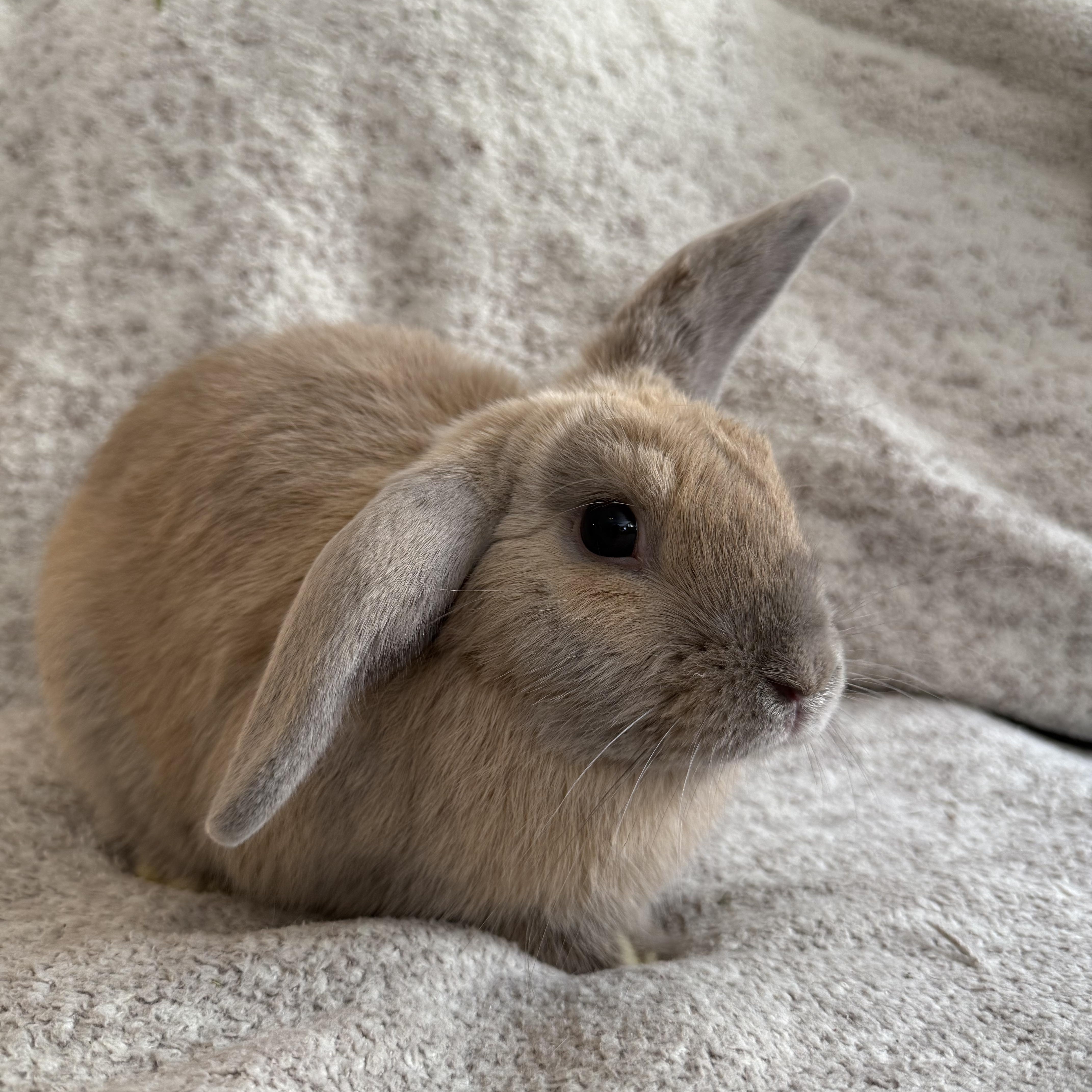 Sandwich, ADOPTABLE, Young Male Lop Eared.