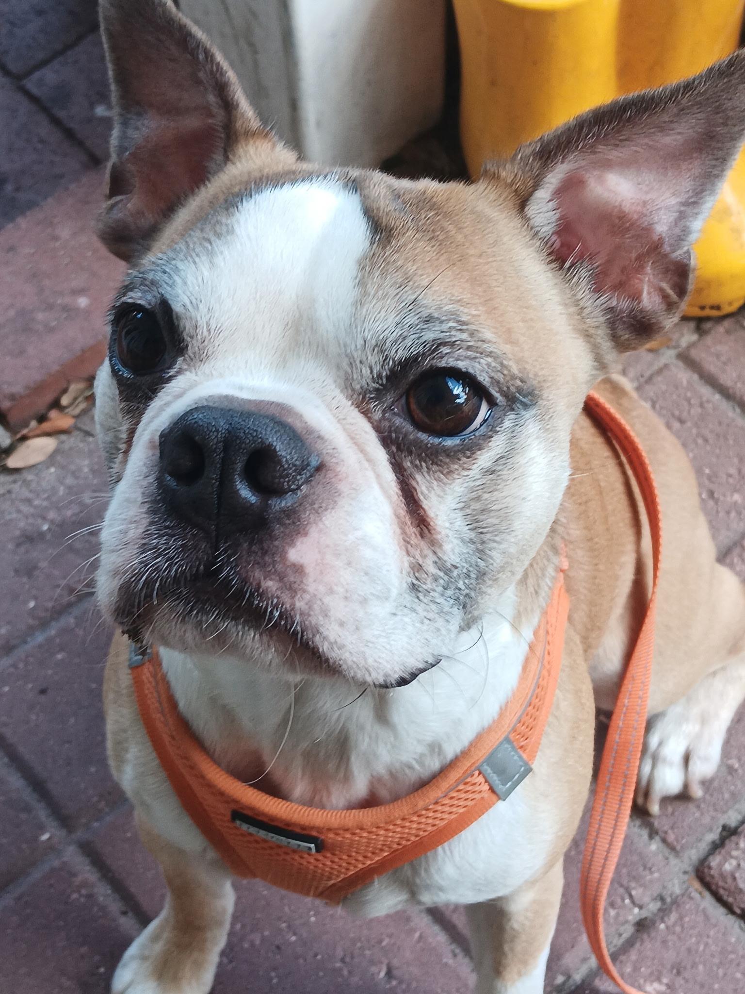 Enlarge Chancey, an adopted Boston Terrier in Lake Mary, FL image 3/3