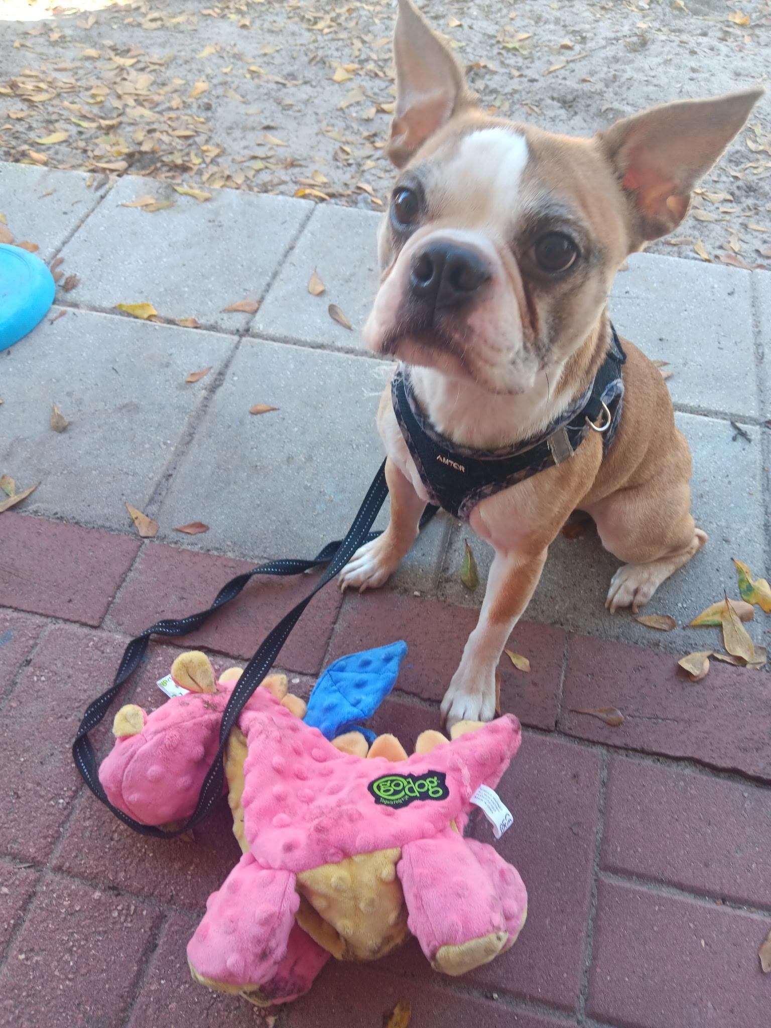 Enlarge Chancey, an adopted Boston Terrier in Lake Mary, FL image 2/3