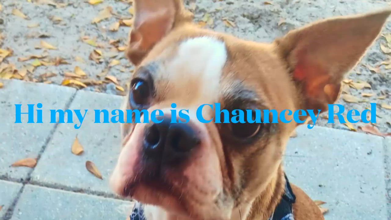 Enlarge Chancey, an adopted Boston Terrier in Lake Mary, FL video 1/3