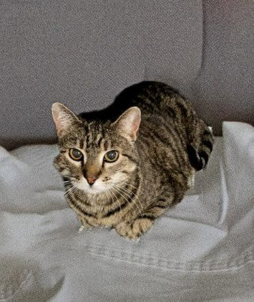 Enlarge Buddy, a Adoptable Tabby in York, NE image 1/2