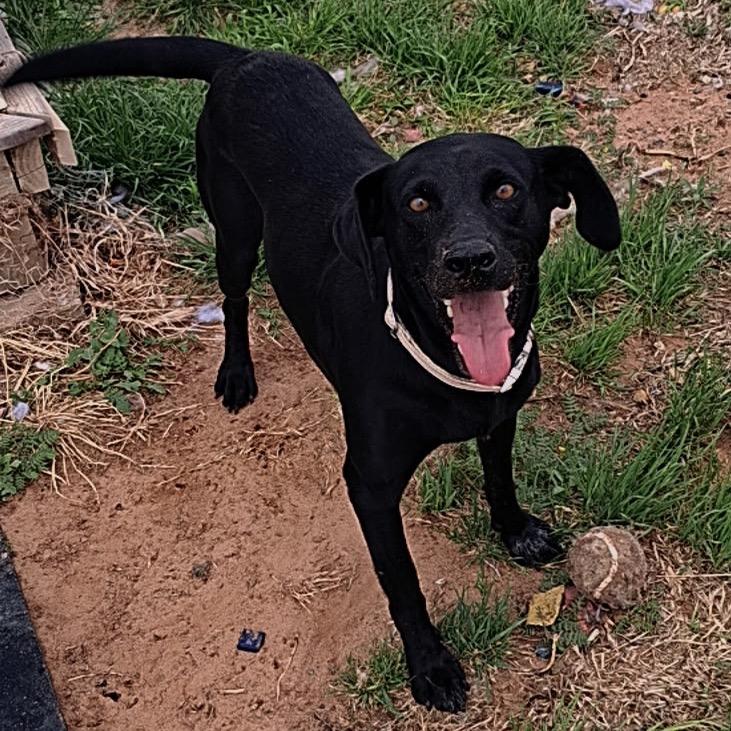 Enlarge Frankie, a Adoptable Mixed Breed in Midland, TX image 1/1