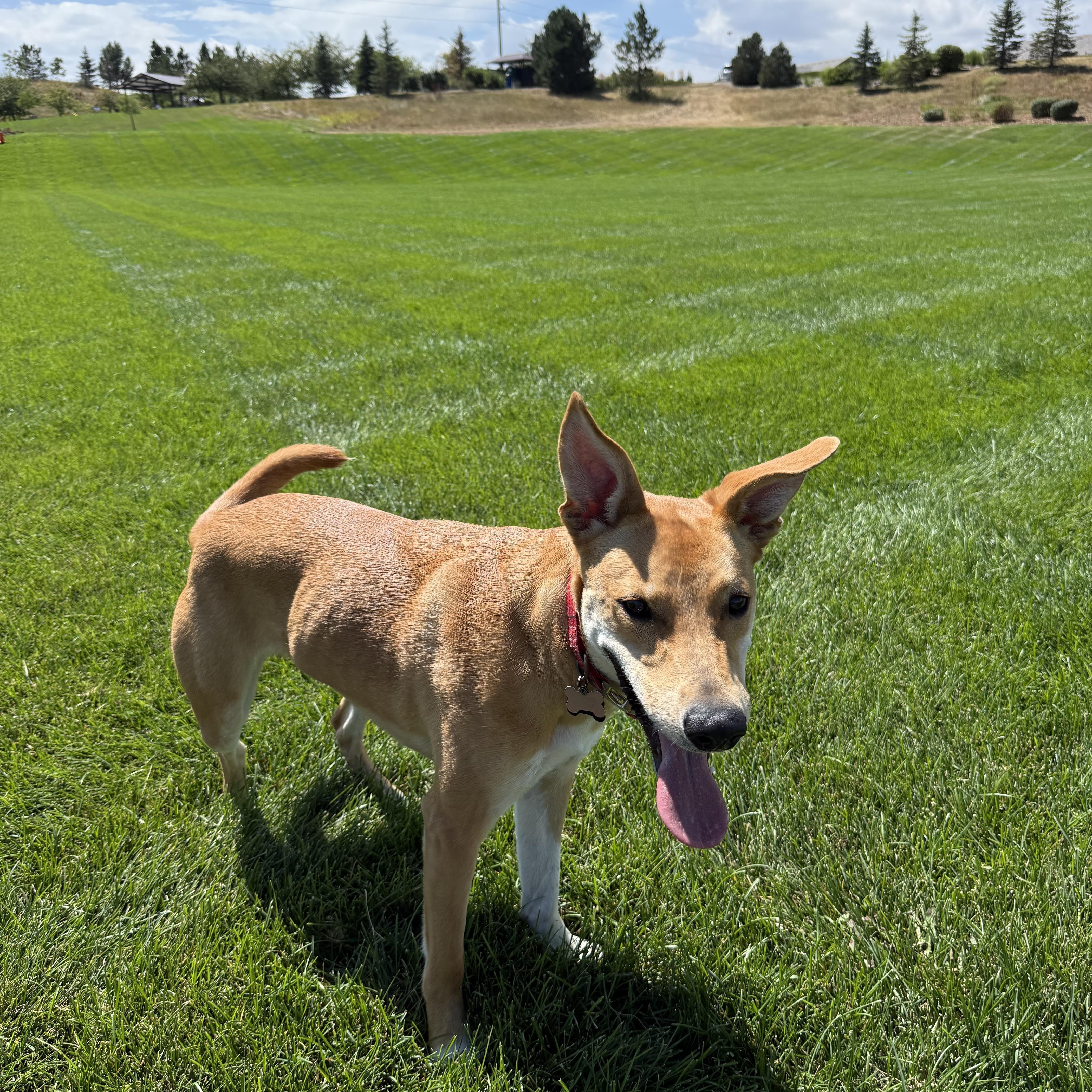 Bea
