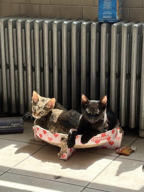 SWEETIE & VELVET