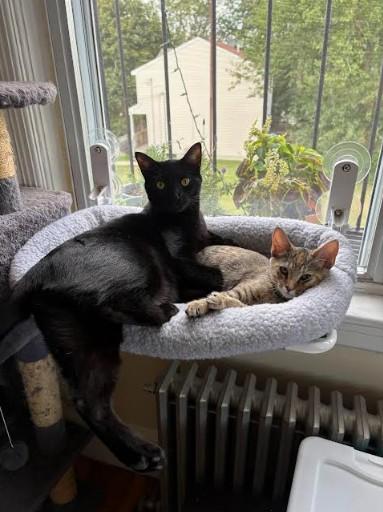SWEETIE & VELVET
