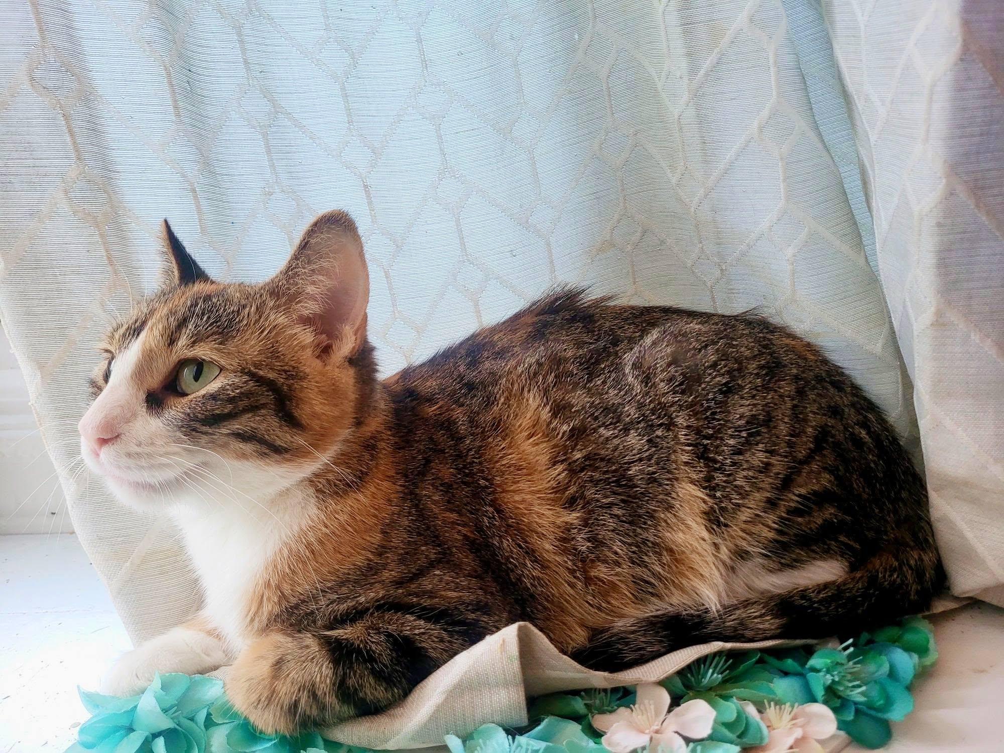 ZOEY, a Adoptable Domestic Short Hair in Tillsonburg, ON image 2/6