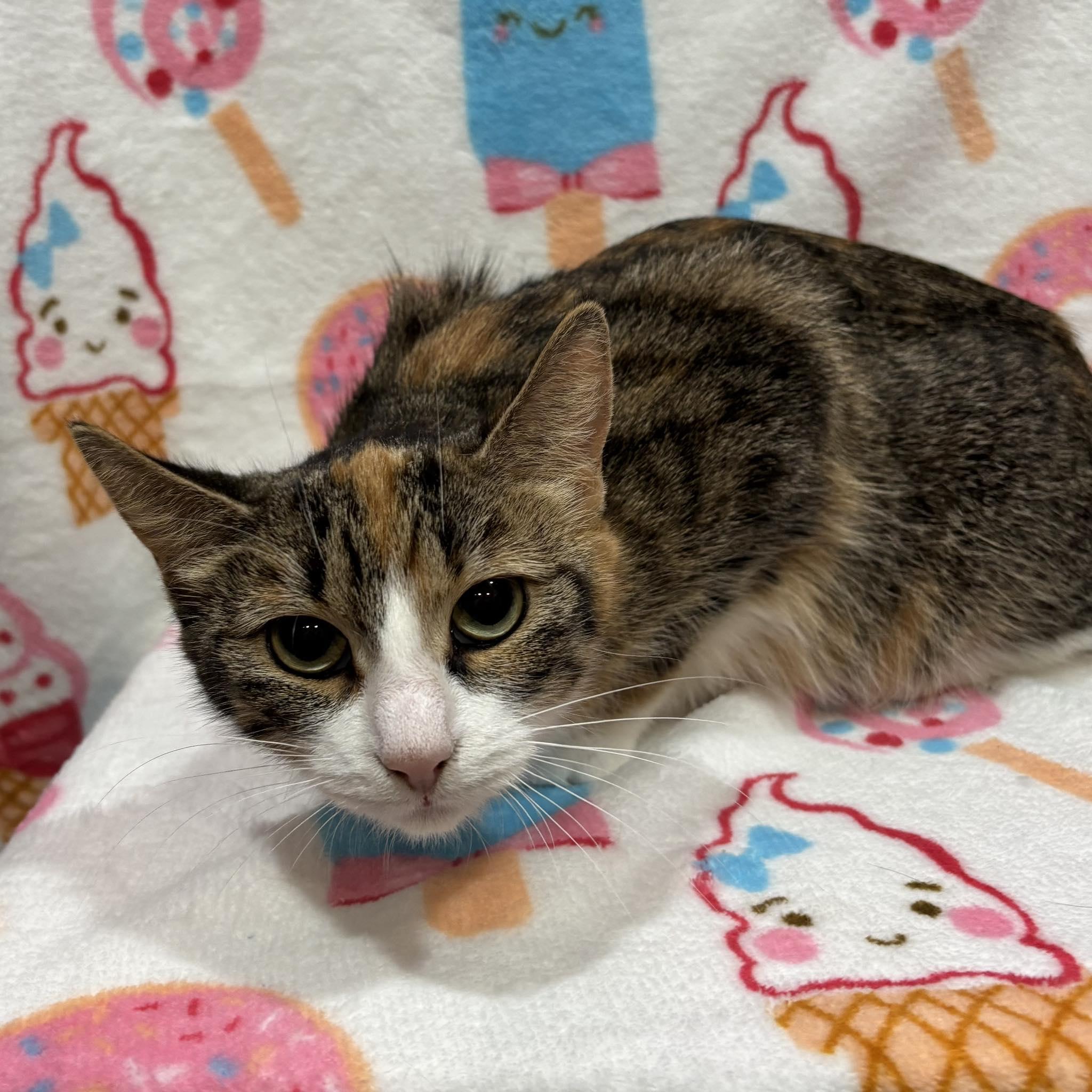 ZOEY, a Adoptable Domestic Short Hair in Tillsonburg, ON image 1/3