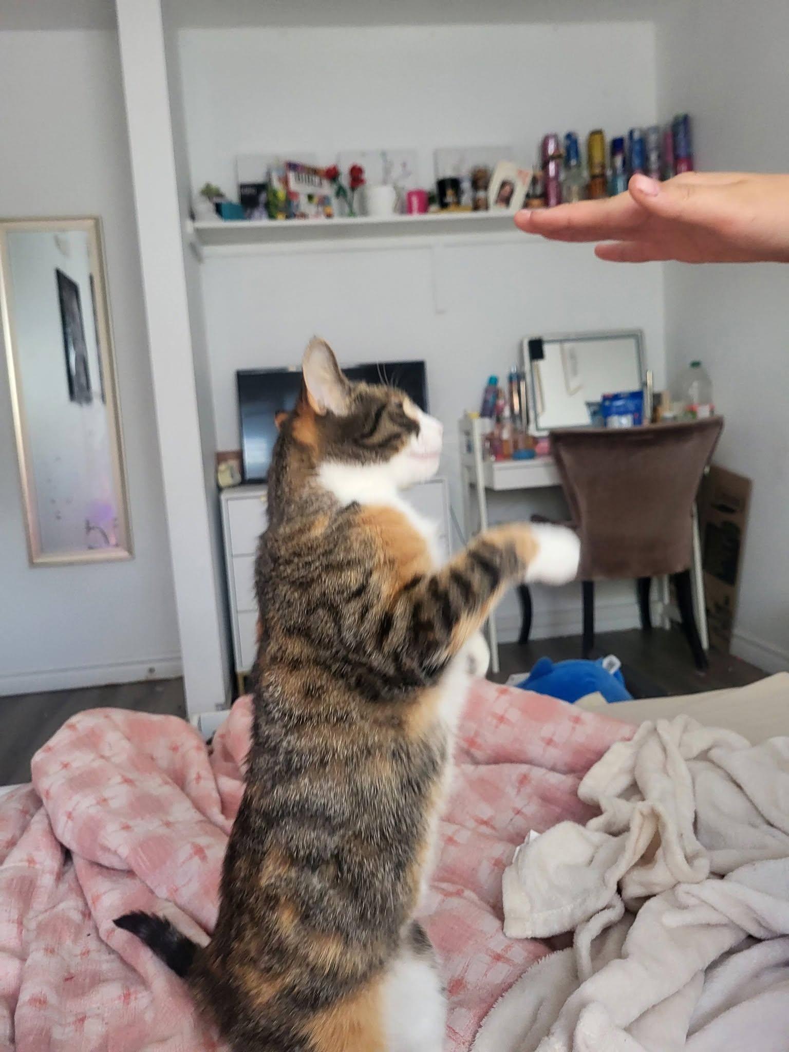 ZOEY, a Adoptable Domestic Short Hair in Tillsonburg, ON image 3/6