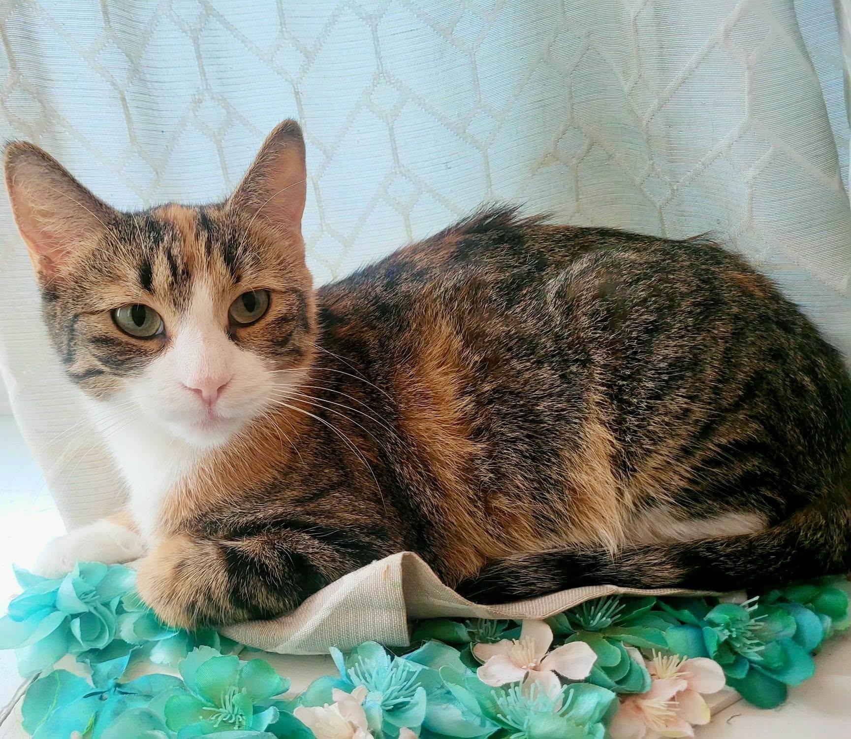 ZOEY, a Adoptable Domestic Short Hair in Tillsonburg, ON image 1/6
