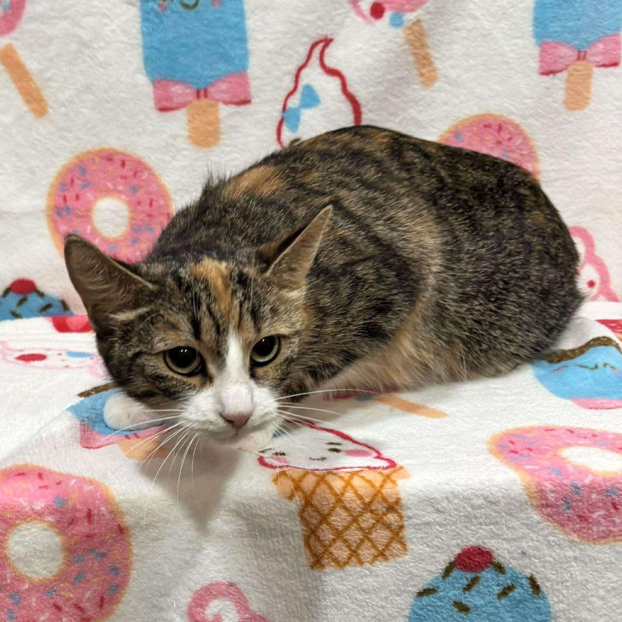 ZOEY, a Adoptable Domestic Short Hair in Tillsonburg, ON image 3/3