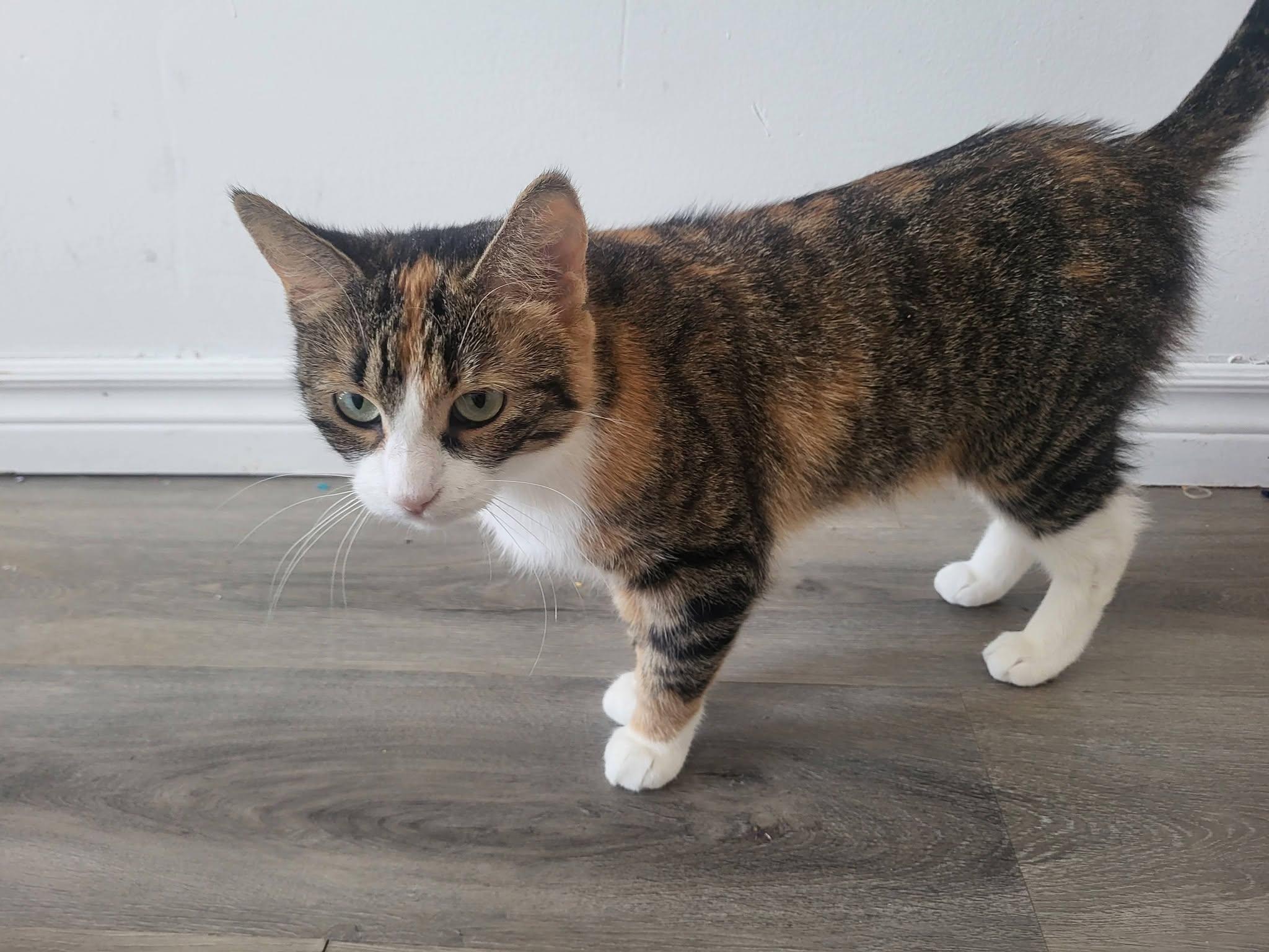 ZOEY, a Adoptable Domestic Short Hair in Tillsonburg, ON image 4/6