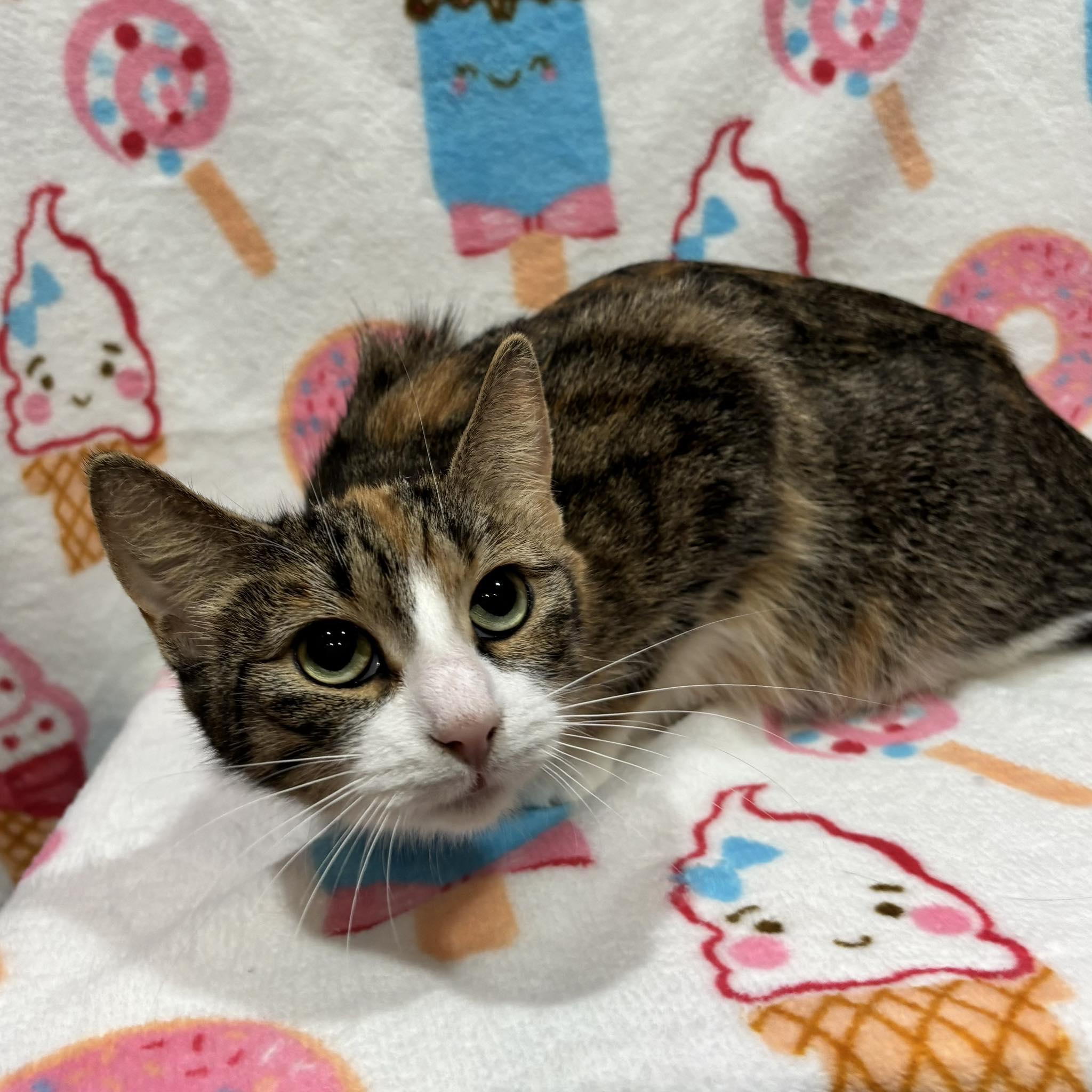 ZOEY, a Adoptable Domestic Short Hair in Tillsonburg, ON image 2/3